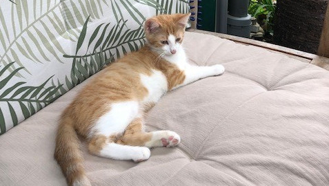 Braun-weiße Katze liegt im Liegestuhl