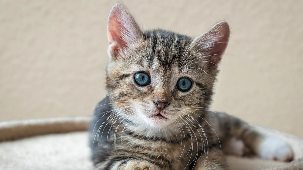 Katze Katze