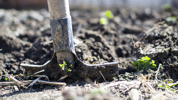 Spaten sticht in Gartenerde Spaten sticht in Gartenerde