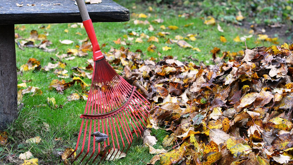 Herbstlaub und Rechen