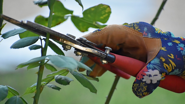 Eine Hand mit einer Gartenschere beim Rosenschnitt