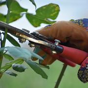 Eine Hand mit einer Gartenschere beim Rosenschnitt