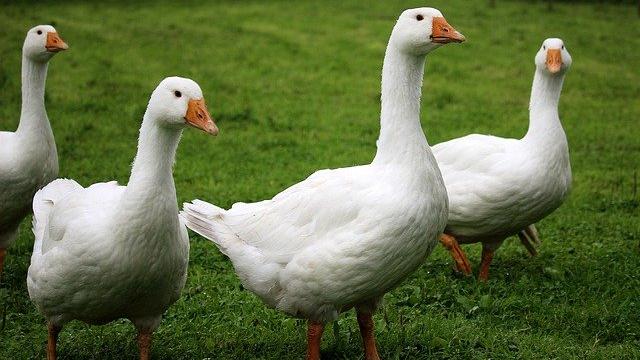 Vier weiße Gänse auf einer grünen Wiese
