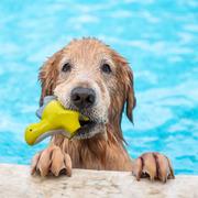 Hund mit Spielzeug im Maul am Beckenrand