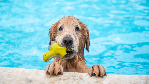 Hund mit Spielzeug im Maul am Beckenrand
