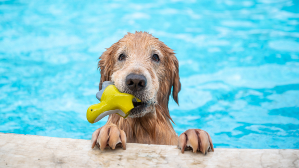 Hund mit Spielzeug im Maul am Beckenrand